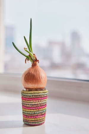 Sprouted onions with green arrows in a striped multi-colored handmade flowerpot.