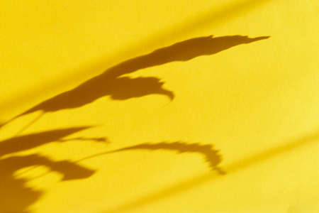 The shadows of the leaves of a home plant on yellow paper.の写真素材