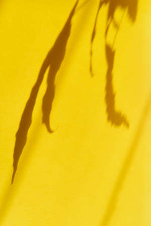 The shadows of the leaves of a home plant on yellow paper.の写真素材