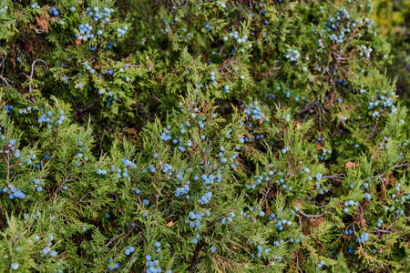 Juniper evergreen plant texture with blue berries.の写真素材