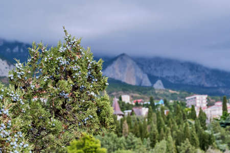Juniper with blue berries on background of town Simeiz and mountain Ai Petri, Crimea