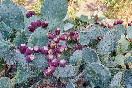 Crimean prickly pear cactus with dark red fruits.の写真素材