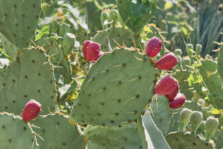 Crimean prickly pear cactus with dark red fruits.の写真素材