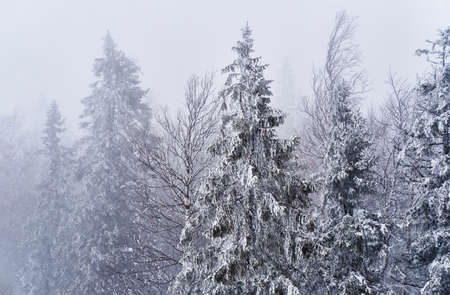 Winter landscape. Snowy mountain forest in the fog.の写真素材