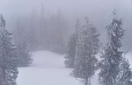 Winter landscape. Snowy mountain forest in the fog.