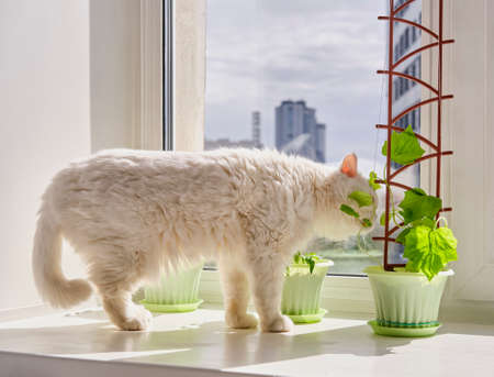Home vegetable garden and a curious cute white house cat on window sill.の写真素材