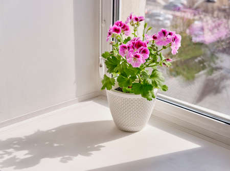 Blooming houseplant Pelargonium regal in a white pot on a window sillの写真素材