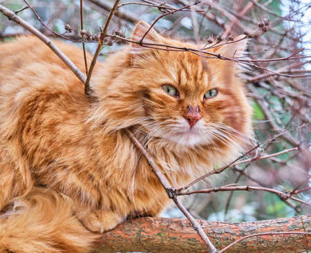 A close-up portrait of a feral red cat with green eyes sitting on a thick branch.の写真素材