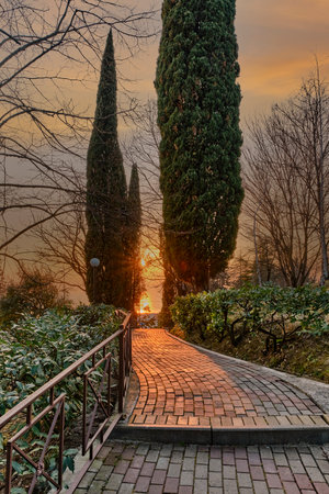 Park landscape at sunset. reflected on the garden path. A dog runs along the path. Sochi in the winter, Russia.の写真素材