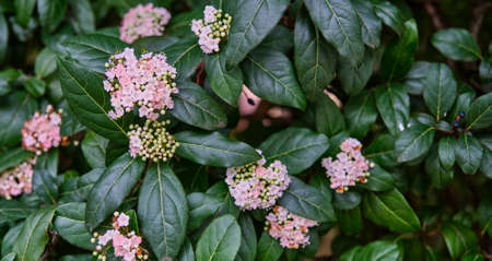 Pink flowers, buds and leafs hawthorn.の写真素材