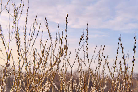 Blooming willow tree branches against the background of the cloudy sky.の写真素材