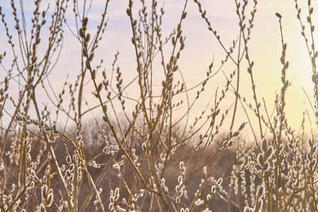 Blooming willow tree branches against the background of the sunset sky.
