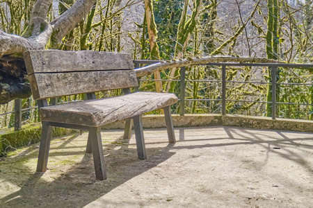 Wooden bench, resting place among relict trees. Yew-boxwood grove, Caucasian Biosphere Reserve, Russia.の写真素材