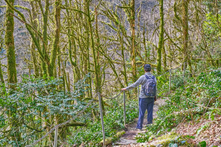 Senior man with backpack is walking along hiking trail among relict trees. Yew and boxwood grove of Caucasian Biosphere Reserve, Russiaの写真素材