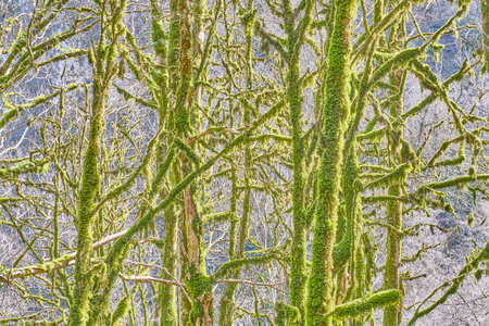 Relict trees in the yew and boxwood grove of the Caucasian Biosphere Reserve in the winterの写真素材