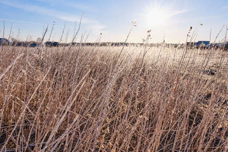 Ice crystals of ice on dry grass in the early morning.の写真素材