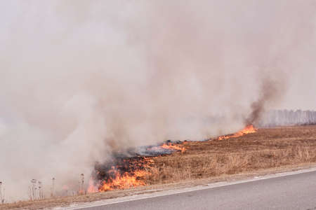 Dry grass burns on the field near the road.の写真素材