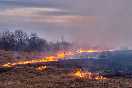 Dry grass burns on the fieldの写真素材