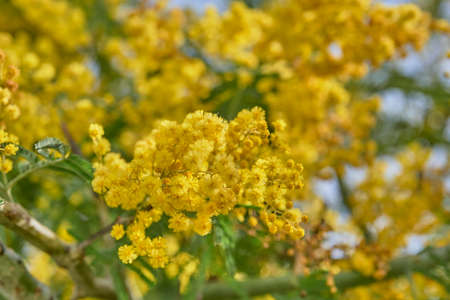 Yellow flowers of blooming mimosa treeの写真素材