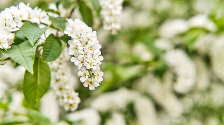 Flowers of a bird cherry against a blurred background.の写真素材