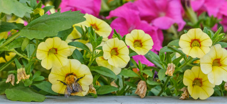 Bumble collecting honey in colorful flower bed.の写真素材