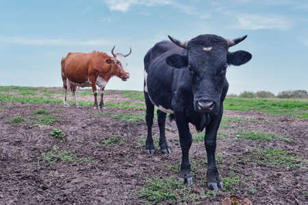 Portrait of black bull on a pastureの写真素材