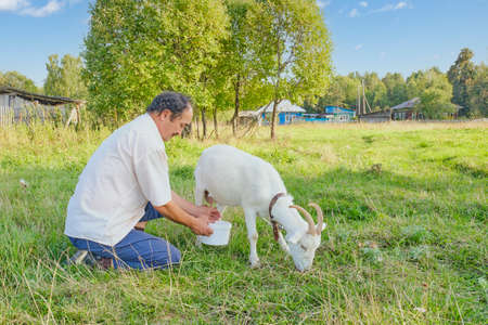 Senior asian man milking white goat on meadow.の写真素材