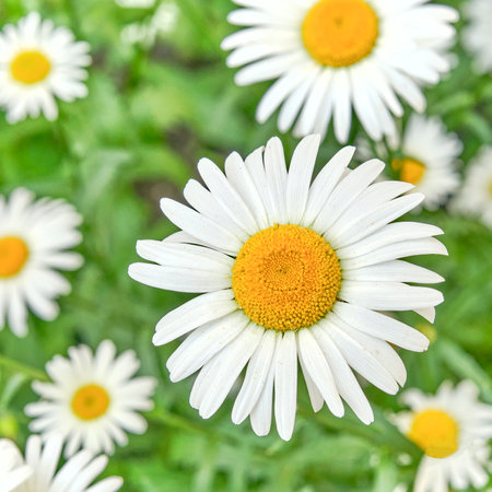 Chamomile flowers as summer background.の写真素材