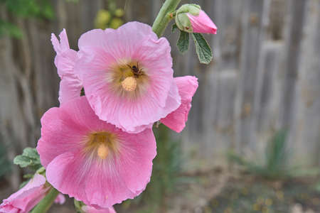 Blooming plant malva with gently pink flowers. Hollyhockの写真素材