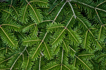 Texture of coniferous branches as plant background.の写真素材