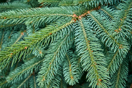 Close-up branches of blue spruce.