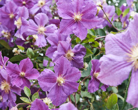 Blooming plant Clematis viticella with violet flowersの写真素材