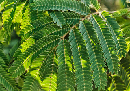 Texture of branches and leaves of Albizia illuminated by the sun as nature background.の写真素材