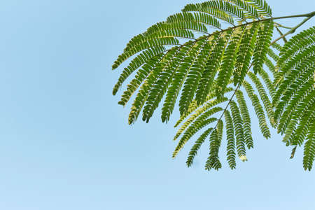 Branches and leaves of Albizia over blue sky background as summer backdropの写真素材