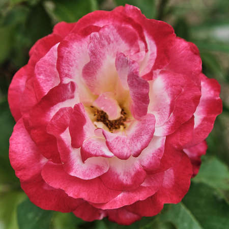 Close-up bud of blooming red and white rose. Top view.の写真素材