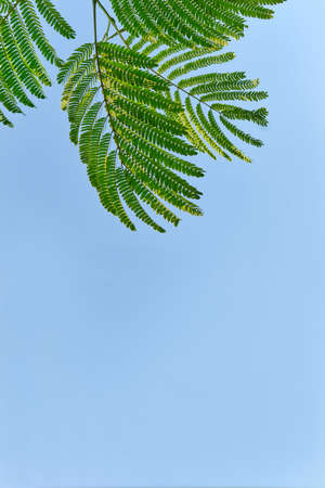 Branches and leaves of Albizia over blue sky background as summer backdropの写真素材