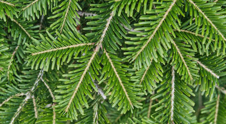 Texture of coniferous branches as plant background.の写真素材