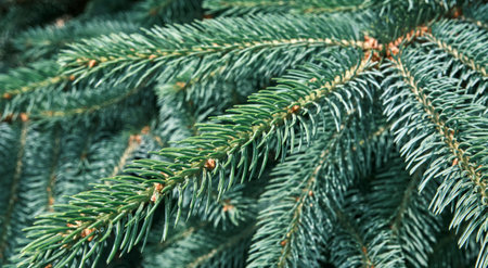 Close-up branches of blue spruce.の写真素材