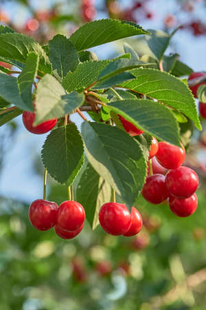 Red Evans Cherry berries on a branch with leaves.の写真素材
