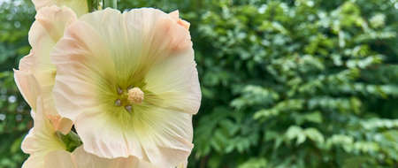 Flower of malva, delicate in pastel colorsの写真素材