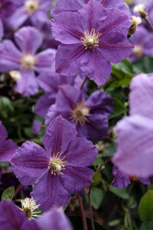 Blooming plant Clematis viticella with violet flowersの写真素材