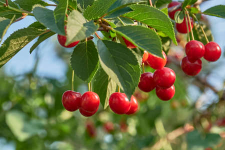 Red Evans Cherry berries on branch with leaves.の写真素材