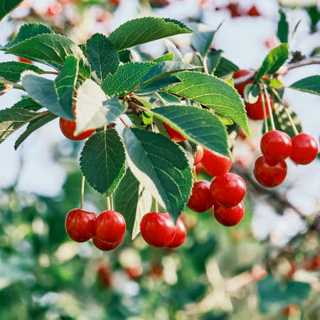 Branch of Red Evans Cherry with berries