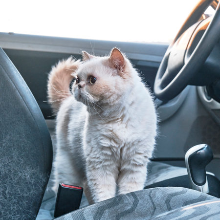 Cute beige cat on a car seat.の写真素材