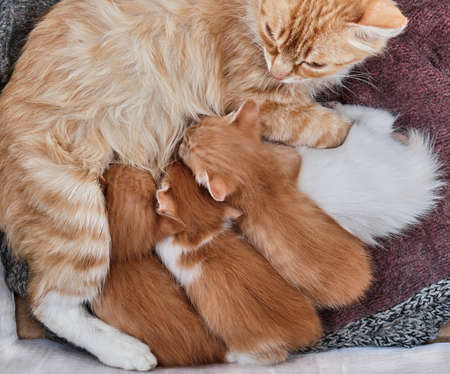 Cat feeding kittensの写真素材