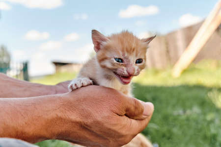 Little skinny scared ginger kitten in hands of mature manの写真素材