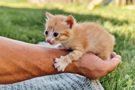 Little skinny scared ginger kitten on hand of mature manの写真素材