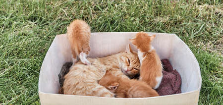 Ginger cat with her three kittens in old cardboard box.の写真素材