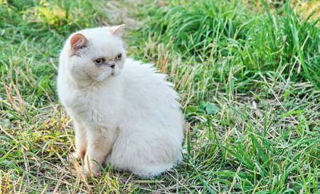 Portrait of a cute domestic beige cat with wide pupils looking attentively somewhere against the background of grass. Exotic breed, red point color. Bannerの写真素材