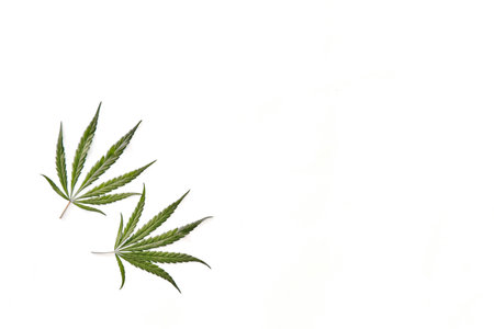 Flat lay composition with two hemp leaves on white background.の写真素材